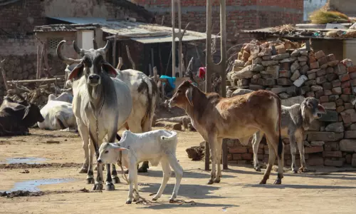 Tragedy in Samarlakota, East Godavari district
