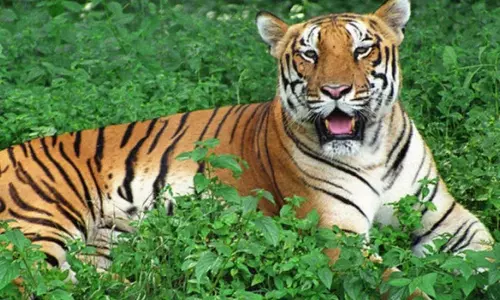 పులిపై పంజా..  రెచ్చిపోతున్నా వేటగాళ్లు