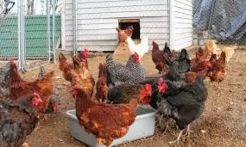 500 Cocks Died in Peddapalli District Kalva Srirampur