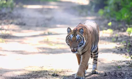 Again Tiger Wandering in Manchirala district Again Tiger Wandering in Manchirala district