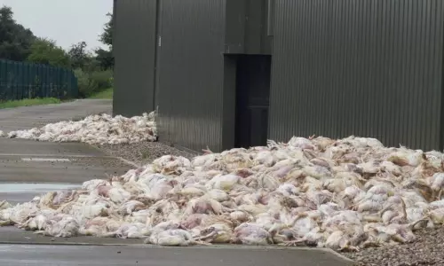 తెలంగాణలో బర్డ్ ఫ్లూ కలకలం..? ఆ జిలాల్లో వేల సంఖ్యలో కోళ్లు మృతి