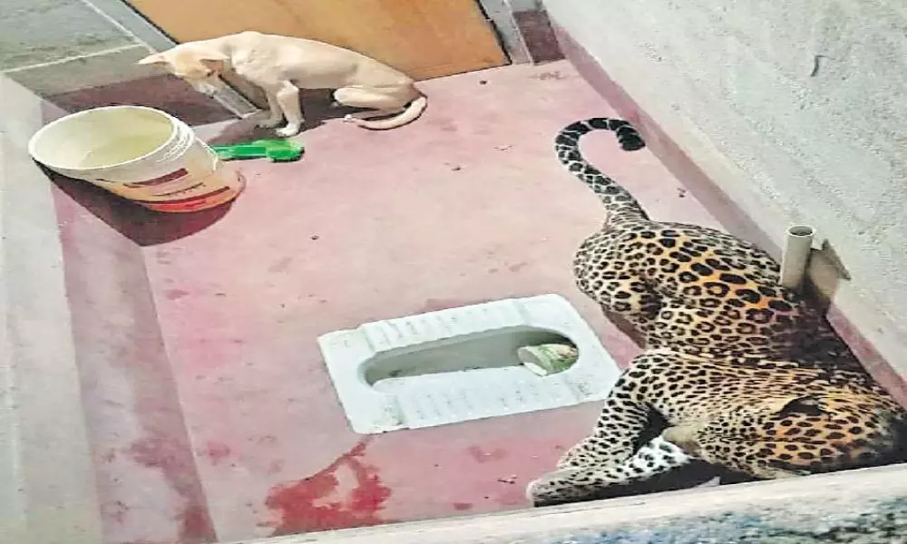 cheetah hunts the Dog in Karnataka