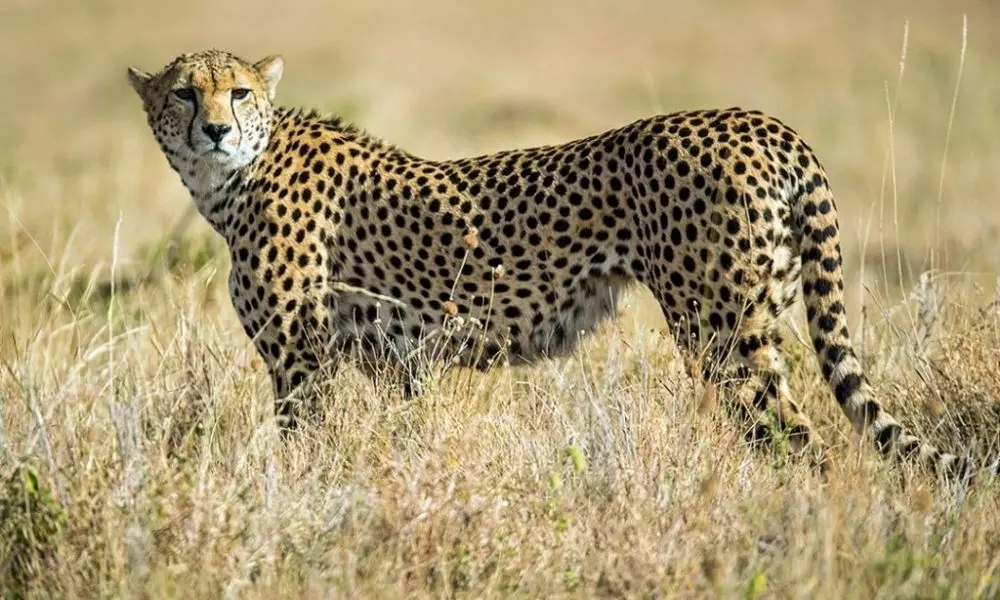 Cheetah Wandering in Rajanna Sircilla District