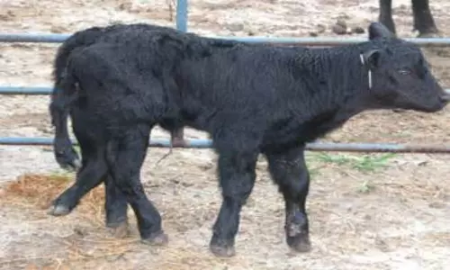 Different Calf borned in East Godavari district Raparthi Different Calf borned in East Godavari district Raparthi