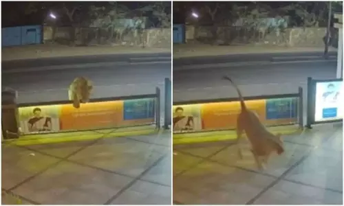 An unexpected guest at a hotel in Gujarat