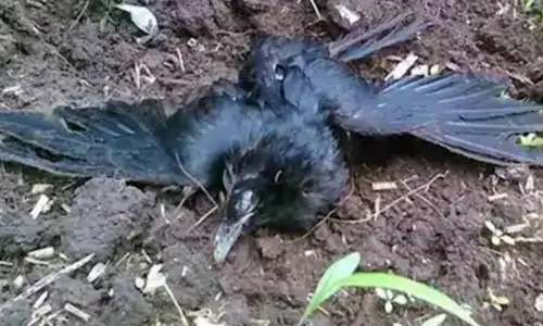 Cocks and Crows Died of a Strange Disease in Vikarabad Dornal Village