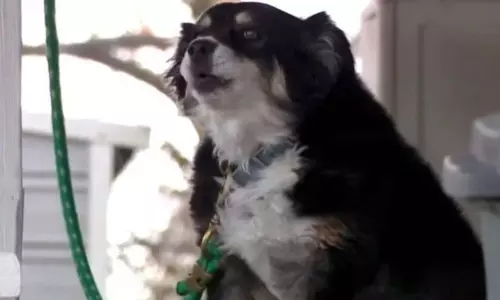 కుక్క పేరున రూ. 36కోట్ల ఆస్తి