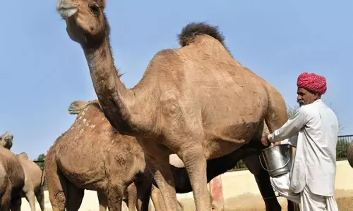 ఒంటె పాల ధర లీ. రూ.100.. రైతుల సిరుల పంట ఒంటె పాల ధర లీ. రూ.100.. రైతుల సిరుల పంట