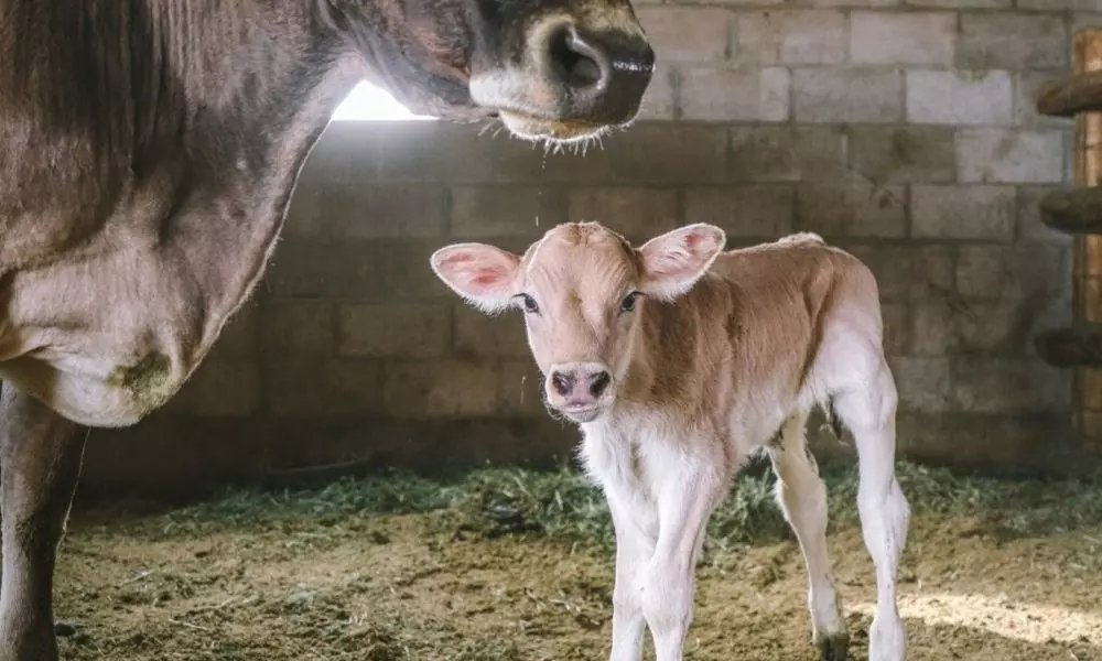 Dog Given Milk to Cow-Calf in Adilabad District