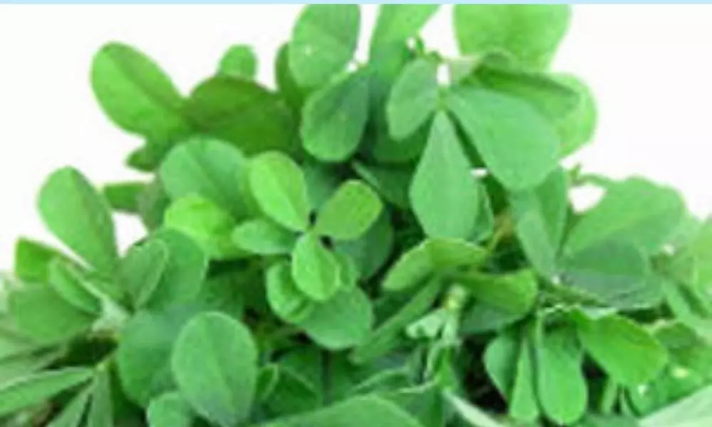 Methi Leaf is Good for Digestive and Hair Problems
