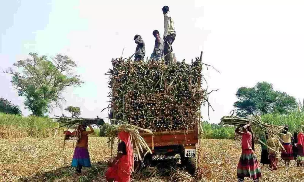 New Problems For Sugar Cane Farmers in SangaReddy Telangana