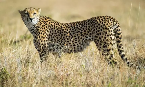 Cheetah Fear in Mahbubnagar District