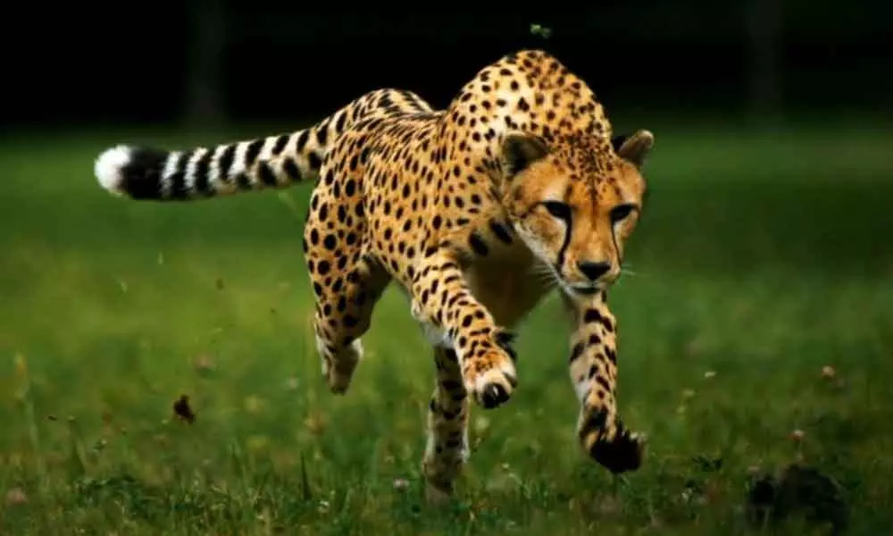 Cheetah Wandering in Medak District