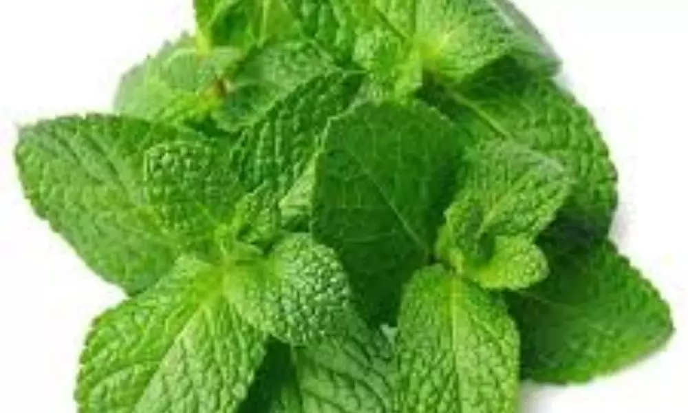 Mint Leaf Boosts Immunity and Pudina Benefits for Skin