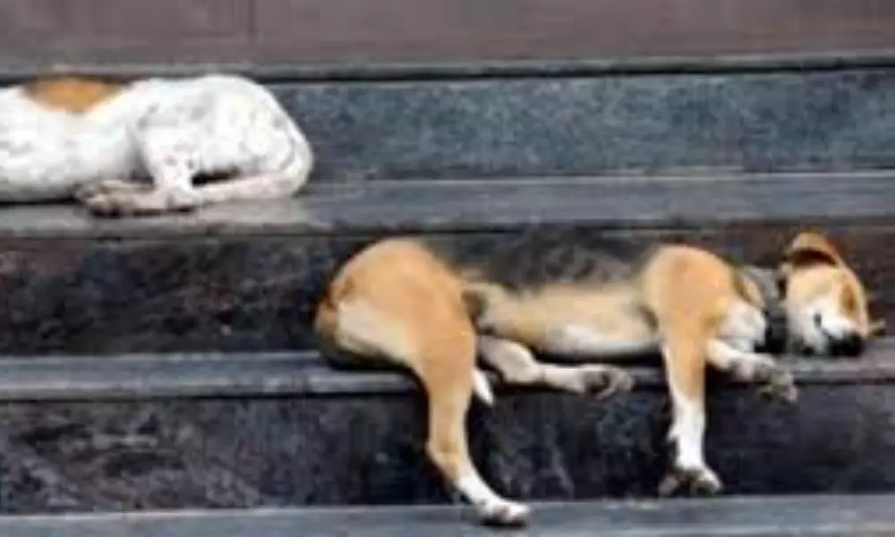 Dogs death in west bengal