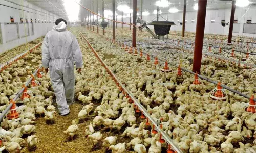 Bird Flu in humans recognised in Russia Bird Flu in humans recognised in Russia
