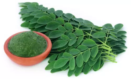 Can Moringa Leaves Benefits to Check for Belly Fat Can Moringa Leaves Benefits to Check for Belly Fat