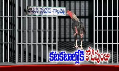 ఓ మనిషి ప్రాణం తీసిన కోడిపుంజు