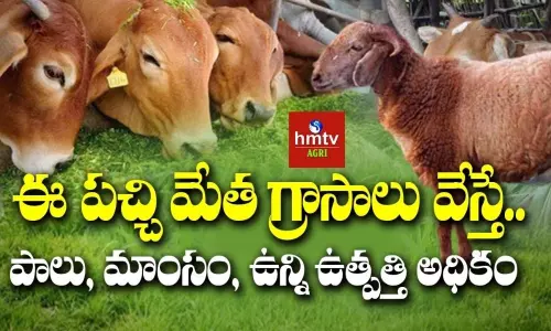 ఈ పచ్చిమేత గ్రాసాలు వేస్తే: పాలు, మాంసం, ఉన్ని ఉత్పత్తి అధికం ఈ పచ్చిమేత గ్రాసాలు వేస్తే: పాలు, మాంసం, ఉన్ని ఉత్పత్తి అధికం