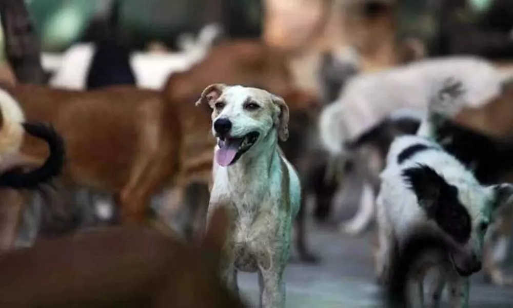 Eight small dogs have died in Uttar Pradesh due to the Parvo virus.