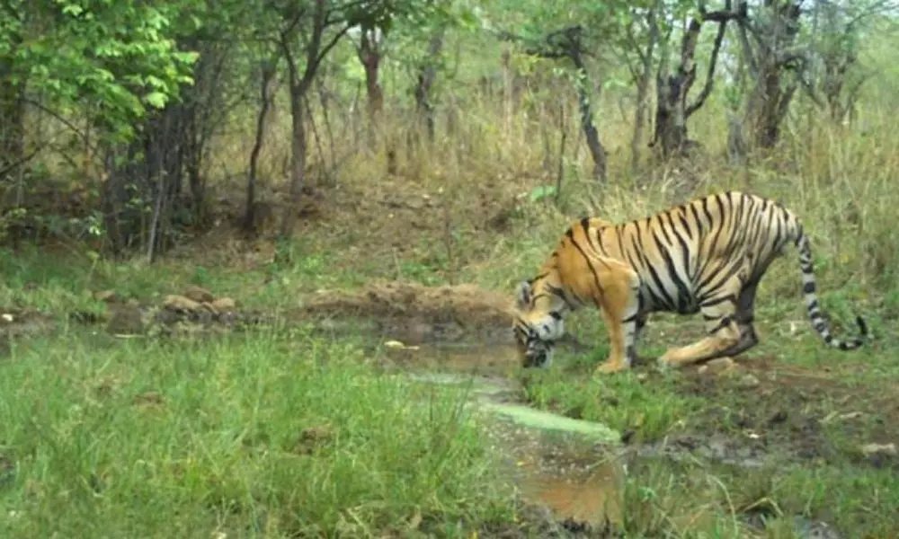 Nonstop Tiger Attack on Cattle