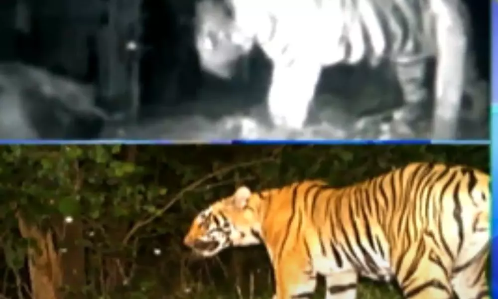 Tiger Fear In bejjuru mandal komurambheem District
