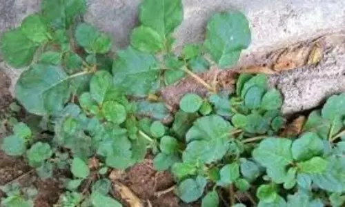 Tella glijeru for kidney health