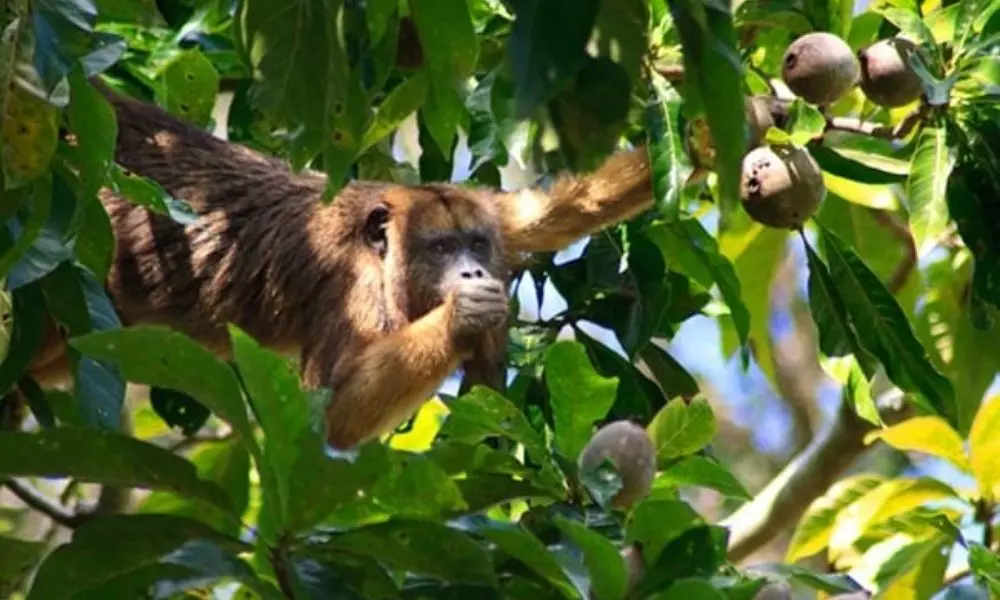 Fruit plants on 1.5 acres for monkeys