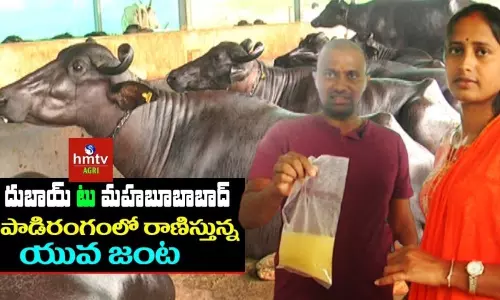 యువతను ఆకర్షిస్తున్న పాడి పరిశ్రమ