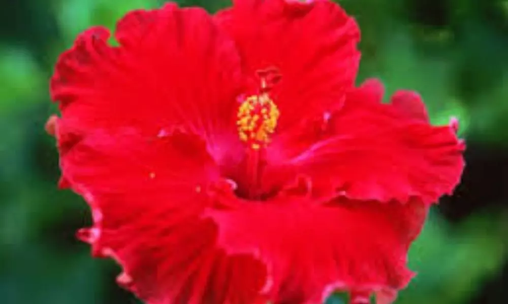 Best Effective Ways to Use Hibiscus Leaves for Hair Growth