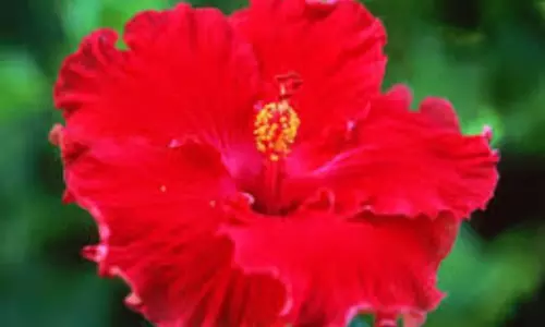 Best Effective Ways to Use Hibiscus Leaves for Hair Growth Best Effective Ways to Use Hibiscus Leaves for Hair Growth