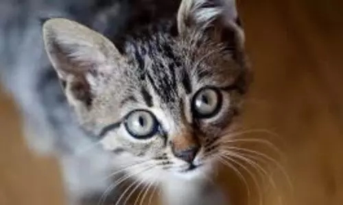 Cat Attack on Pilot in Sudan