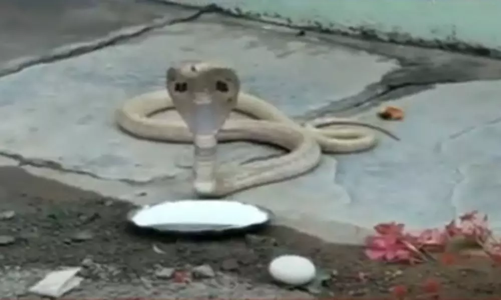 White snake Spotted In Luxettipet Mancherial District