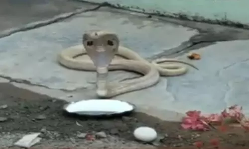 White snake Spotted In Luxettipet Mancherial District