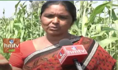 Cultivation of Cereals in Organic Methods Cultivation of Cereals in Organic Methods