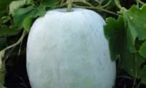 Ash Gourd Benefits in Telugu Ash Gourd Benefits in Telugu