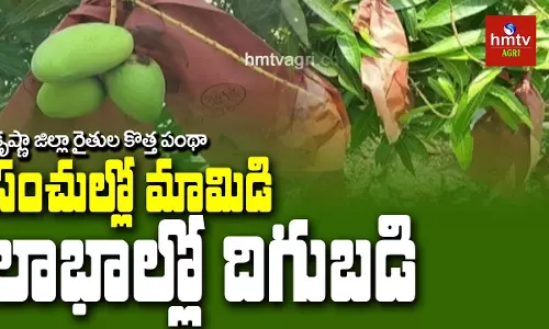 Organic Terrace Garden By Peerzadiguda Mayor