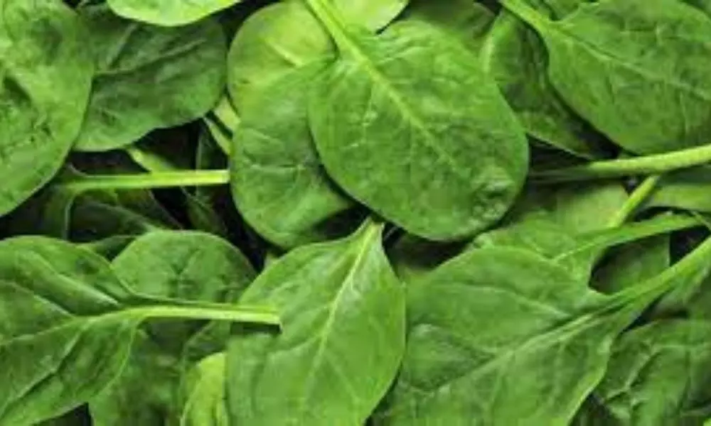 LifeStyle: Spinach the miracle ingredient that your skin