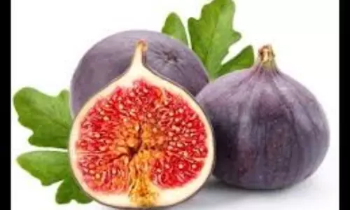 The fiber in Anjeer Moderates your Blood Sugar Levels The fiber in Anjeer Moderates your Blood Sugar Levels