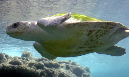 Olive Ridley Turtles in Visakhapatnam Sea