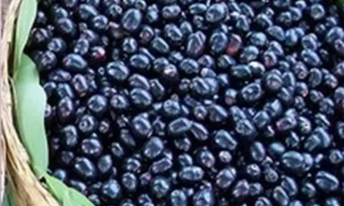 Black Jamun to Check for Diabetes