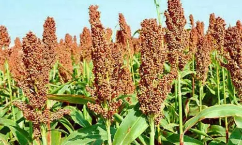Traders Giving the Fake Seeds to Farmers Traders Giving the Fake Seeds to Farmers