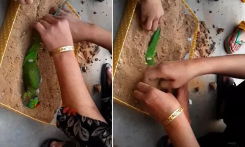 Man Made Parrot funerals in Khammam Man Made Parrot funerals in Khammam