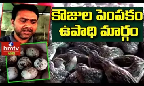 Young Farmer Mallikarjun Quail Farming Success Story Young Farmer Mallikarjun Quail Farming Success Story