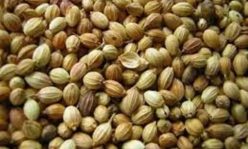 Check with Coriander Powder for Pimples and Scars