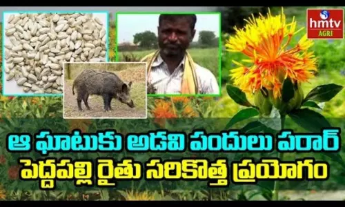 Best Way to Stop Wild Boar