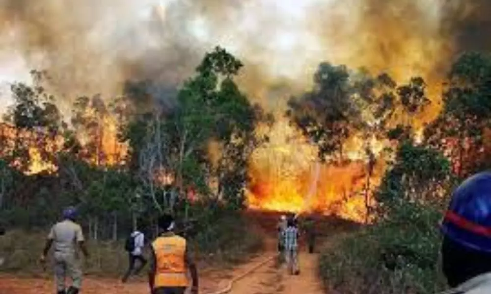 WildFire in Seshachalam Forest