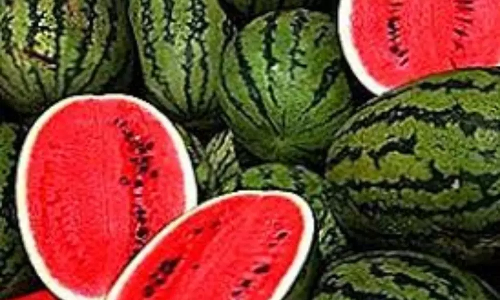 Summer doctor Watermelon