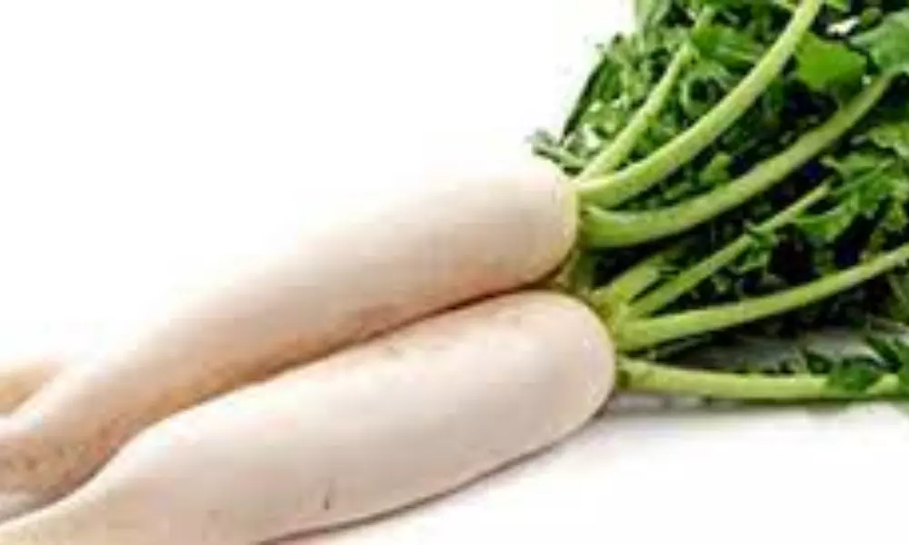 Radish Nutrition Facts and Health Benefits