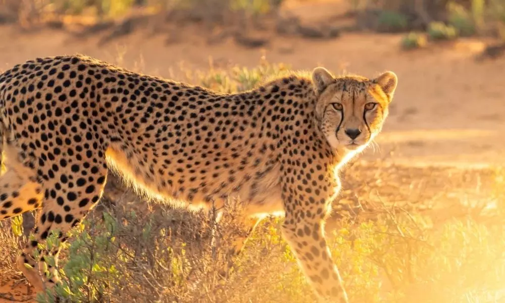 Cheetah Wandering in Adilabad District